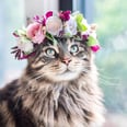 This Woman Takes the Most Breathtaking Photos of Her Cats Wearing Floral Crowns Like True Queens