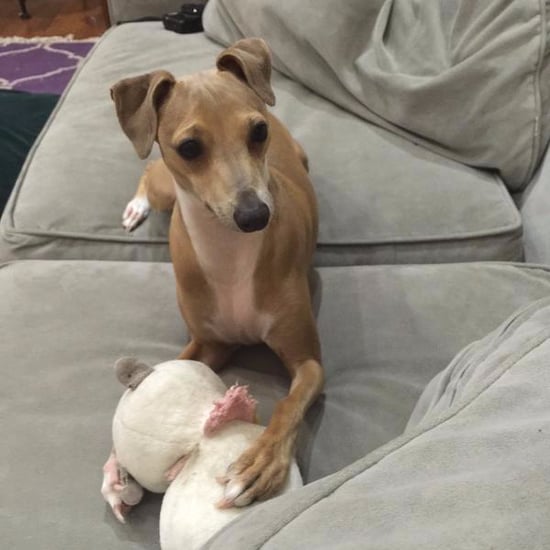 Most Famous Dogs on Twitter