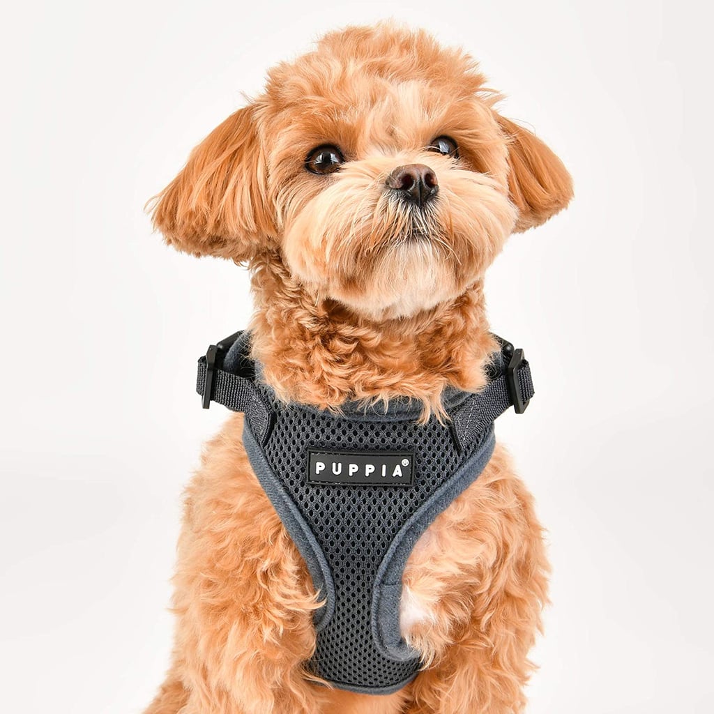 Best Small Dog Harness: Puppia RiteFit Harness