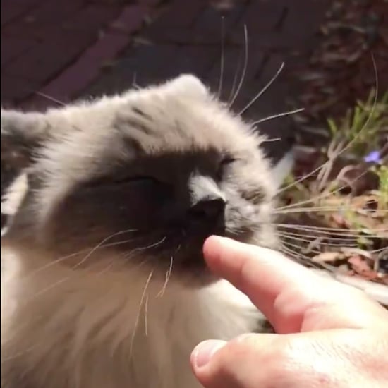 Funny Video of a Cat Licking Human Before Hissing at It