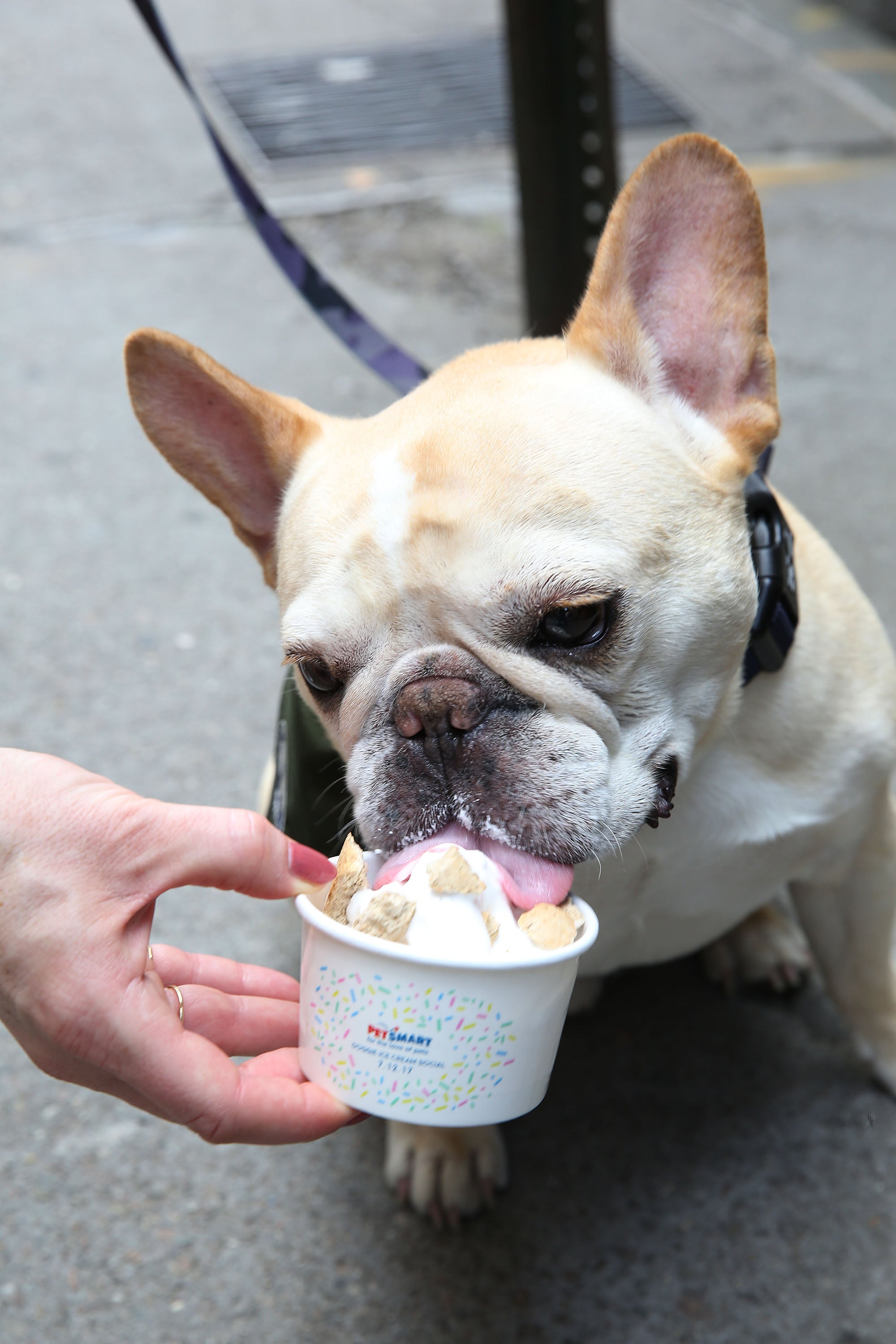 Petsmart free online ice cream