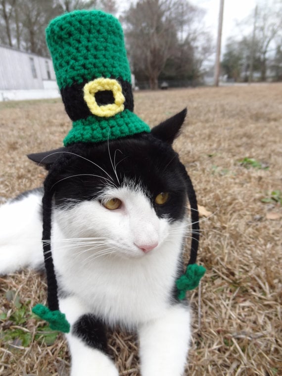 cat with green hat