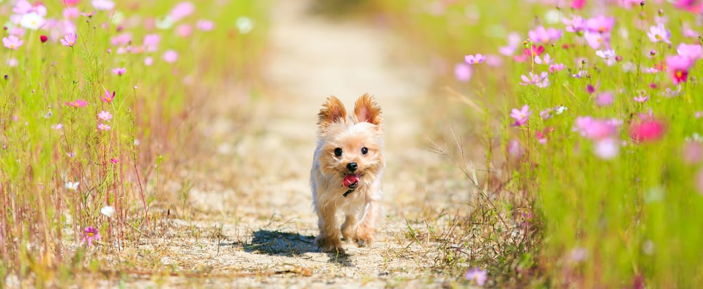Dog Activities For Spring