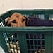 Dog Rescued From Garbage Bag