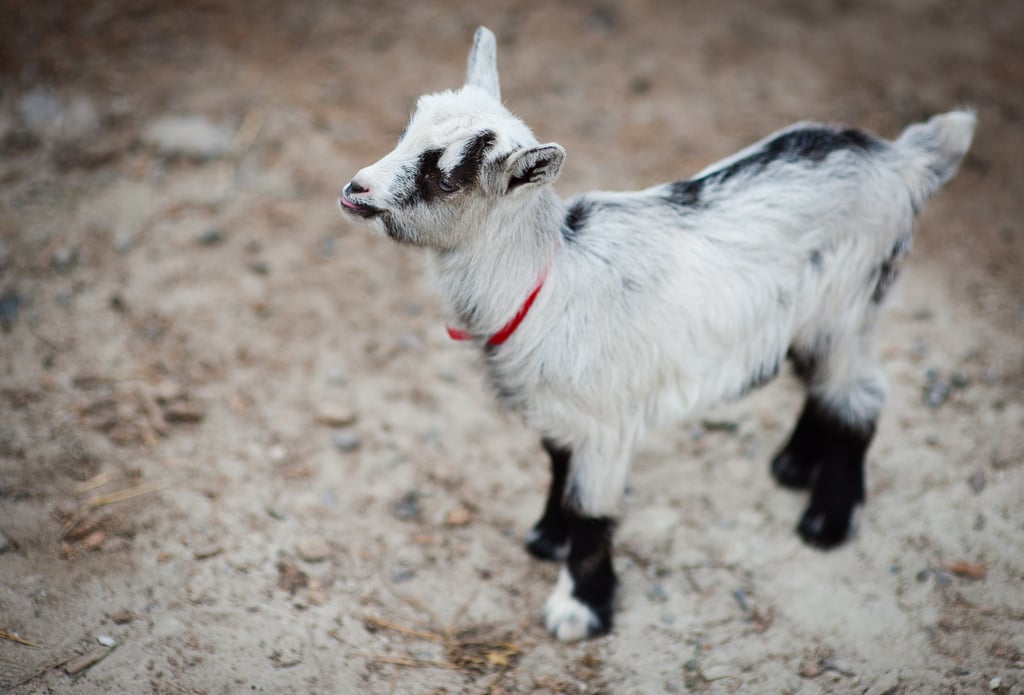 Goats and Yoga