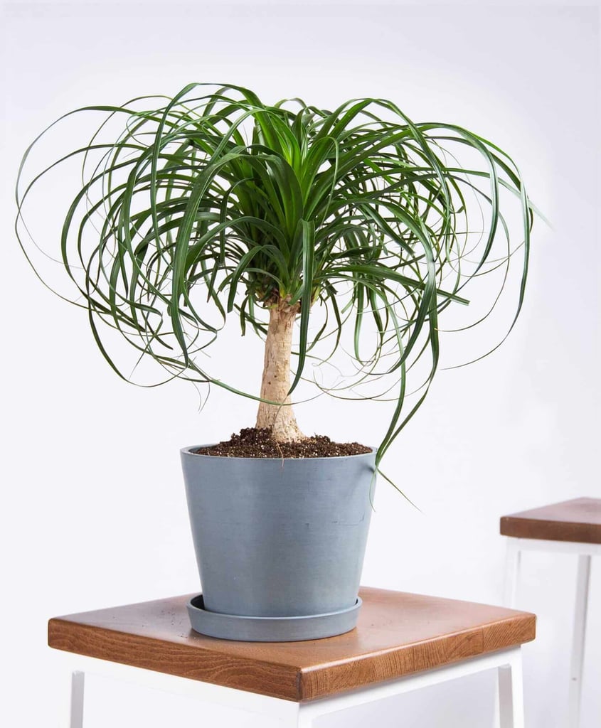 Ponytail Palm Plant