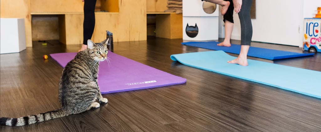 Cat Yoga Class