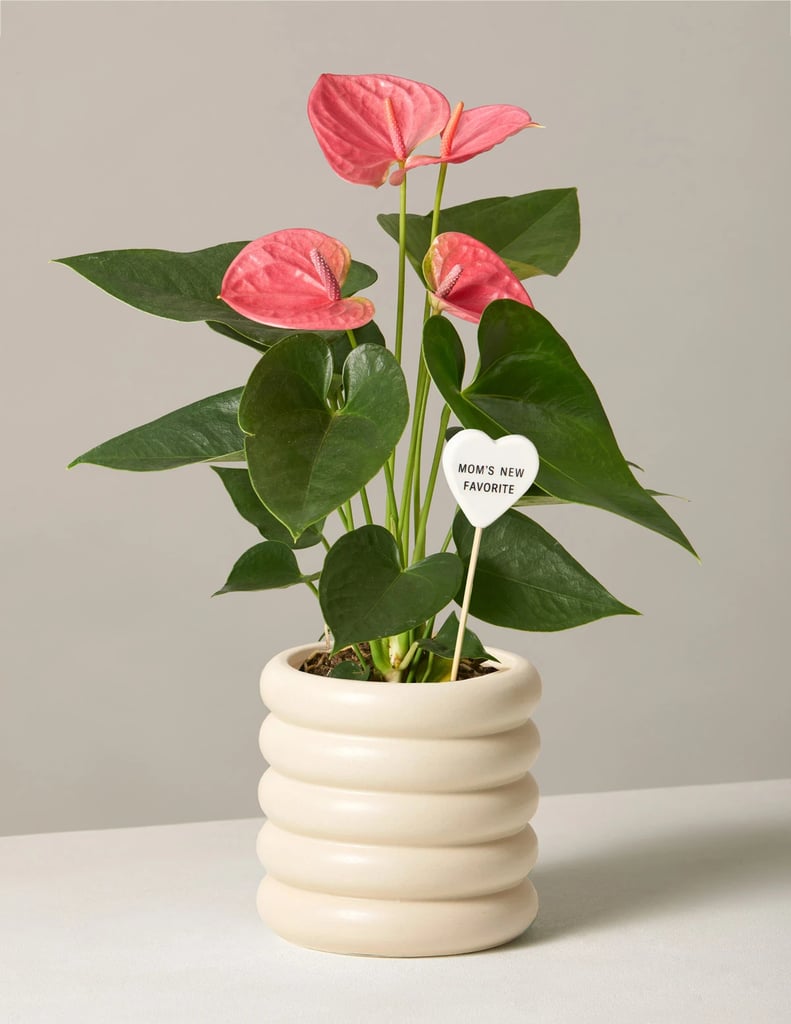 Flowering Pink Anthurium Best Flowers and Plants For Mother's Day