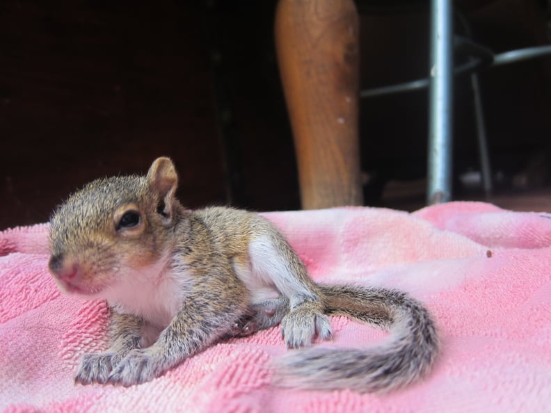 Newborn Squirrel Photo Shoot | PS Family