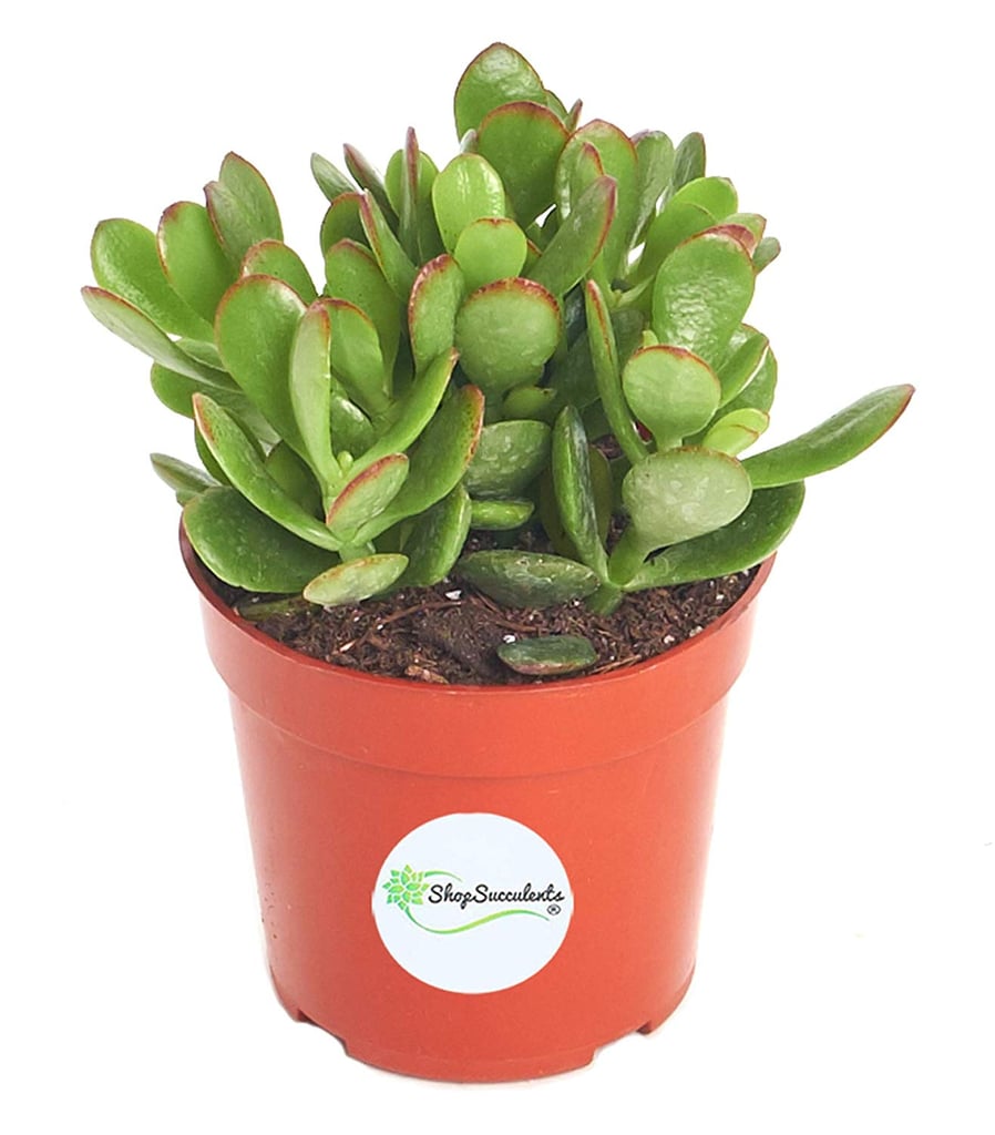 Jade Succulent Plant