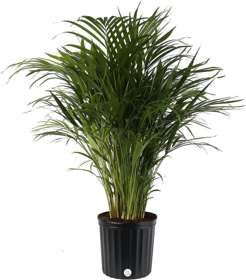 Areca Palm