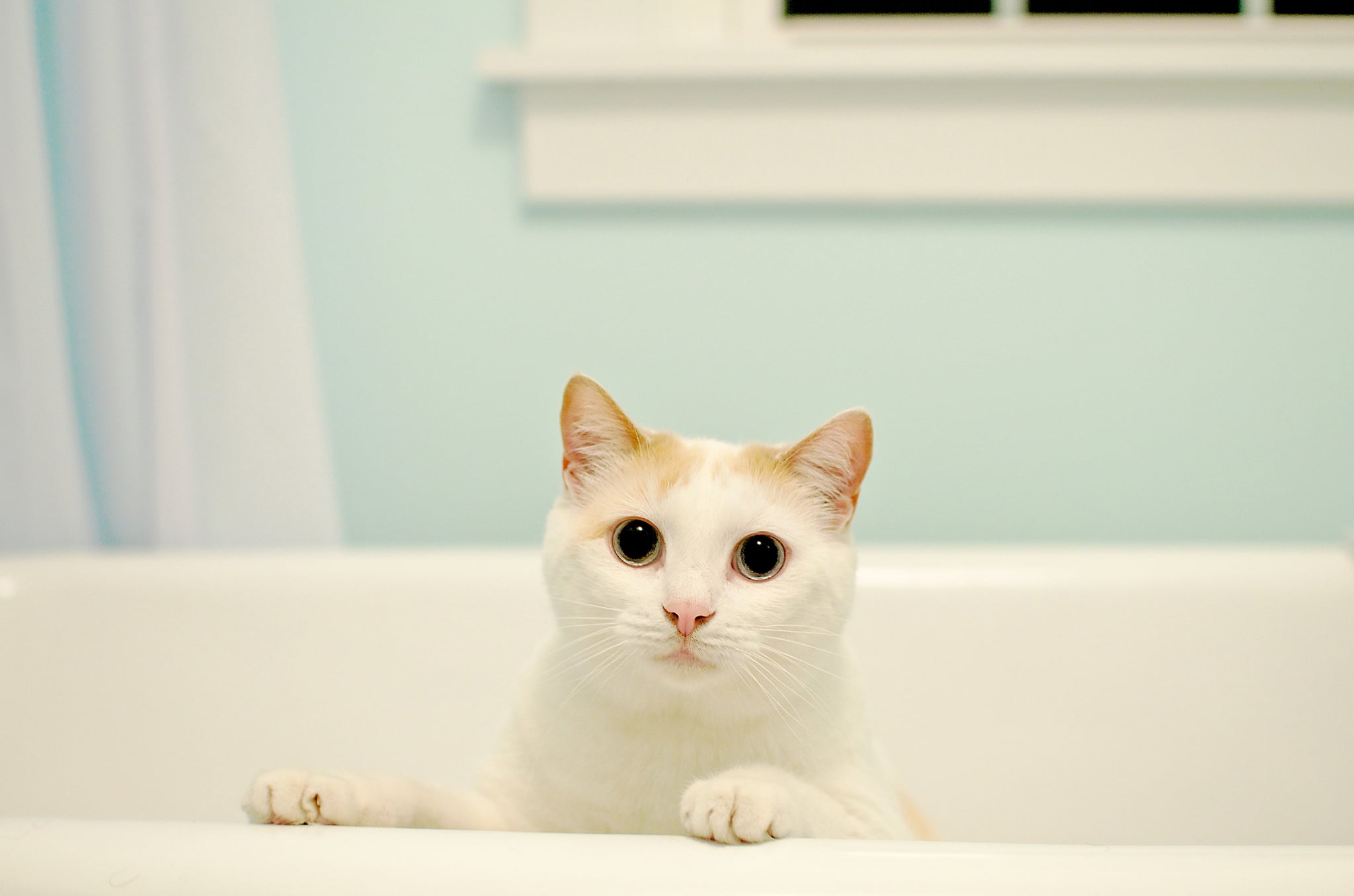 White cat standing in bath tub.