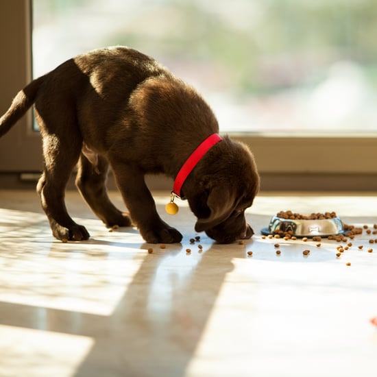 Lazy Dog Eating Video