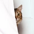 你的猫在他们生病的时候隐藏吗?3兽医解释为什么