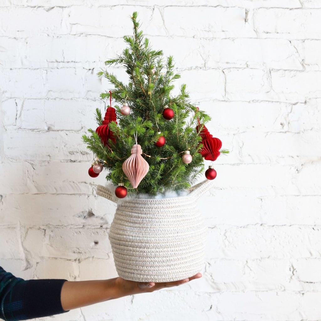 Farmgirl Flowers 0'Montannenbaum Tree