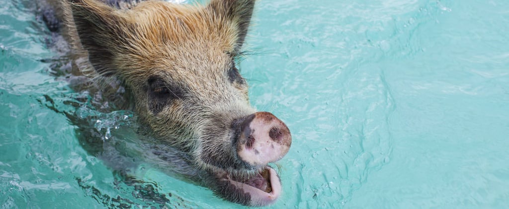 Exotic Animal Vacations