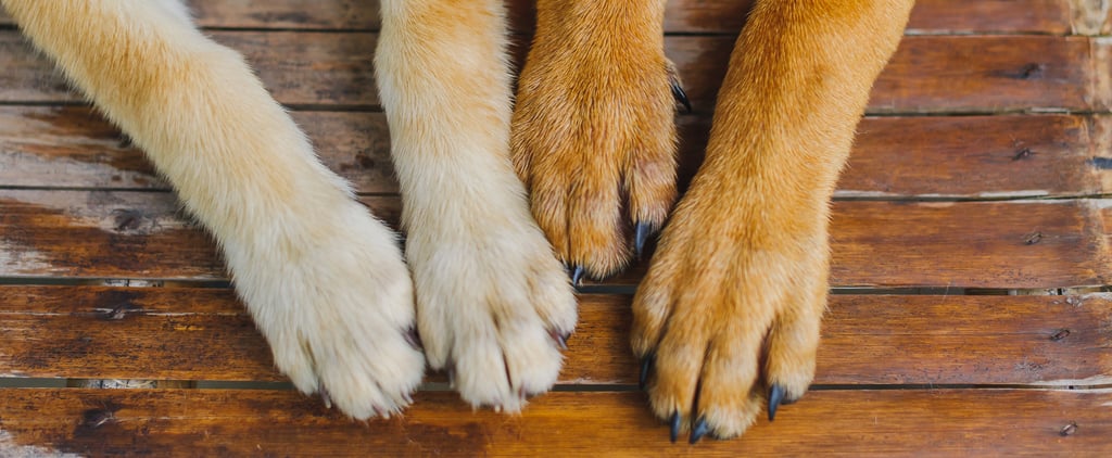 Why Is My Dog Biting and Chewing Their Nails?