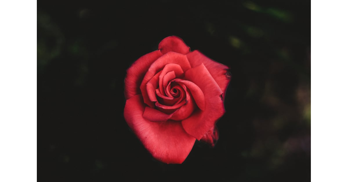 Rose Zoom Background Download Free Valentine's Day Zoom Backgrounds