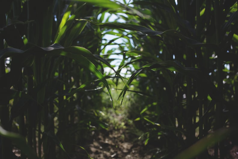 Find your way through a corn maze.