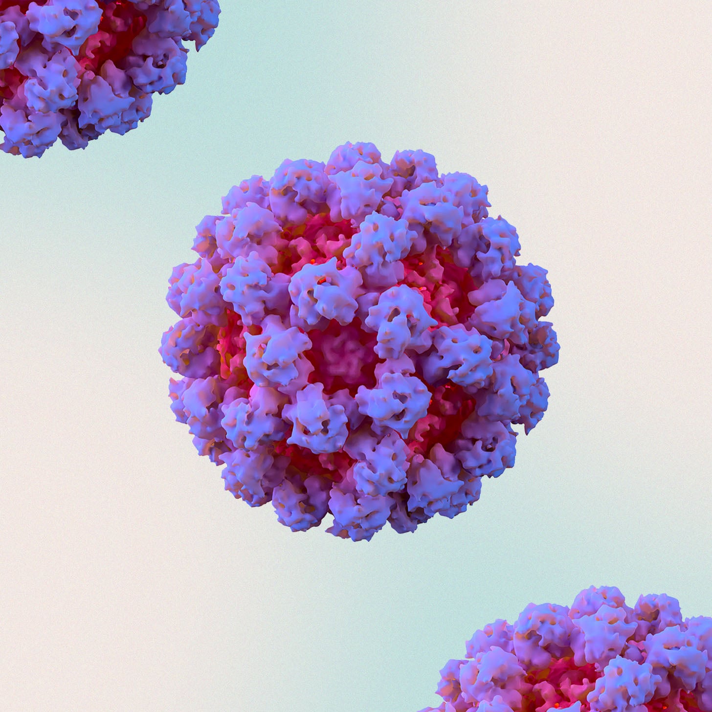 image of germ cells to represent norovirus