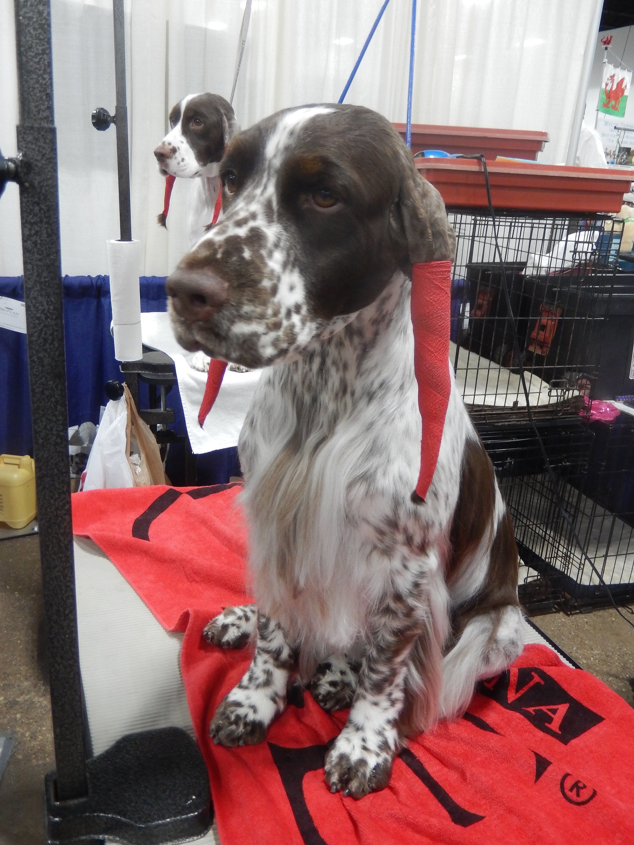 Dog Grooming Tips | POPSUGAR Pets