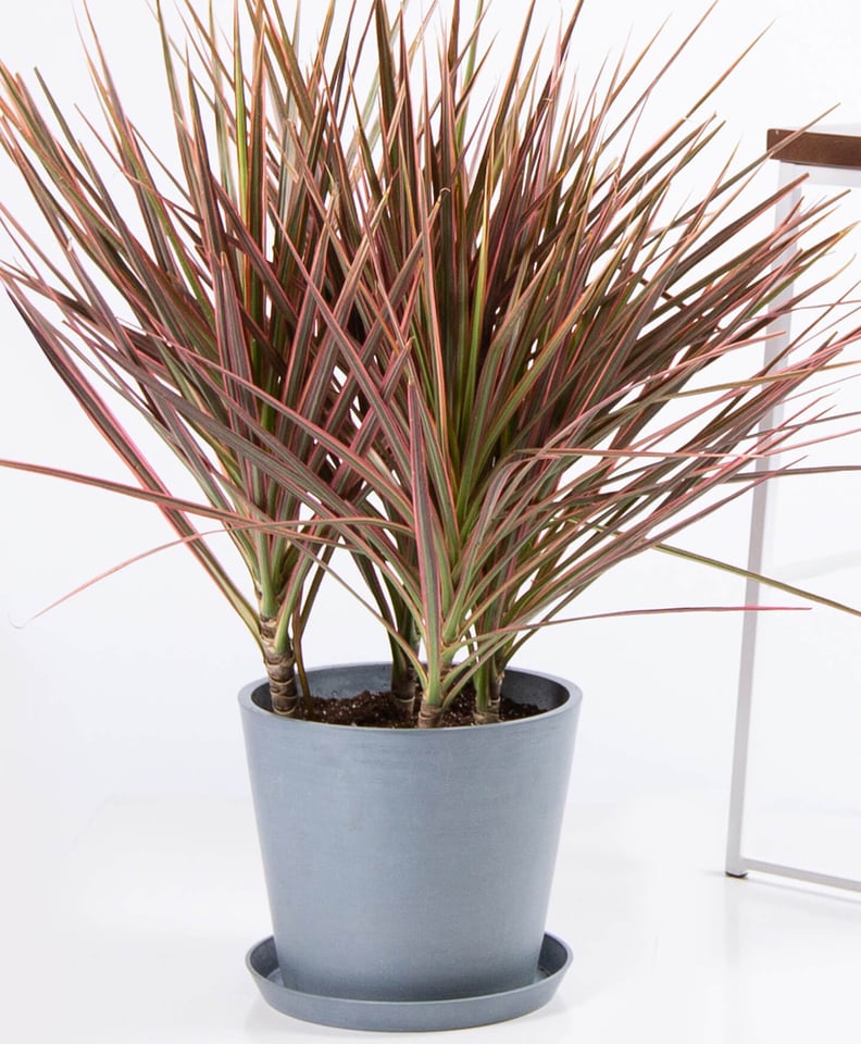 Potted Dracaena Colorama Indoor Plant