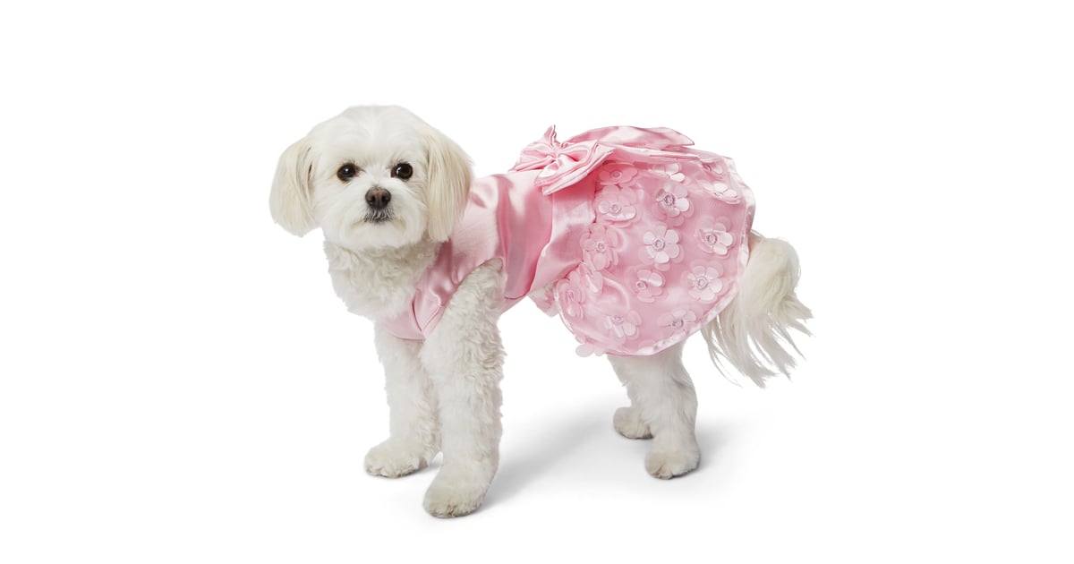 Wedding Clothes For Dogs POPSUGAR Pets Photo 4