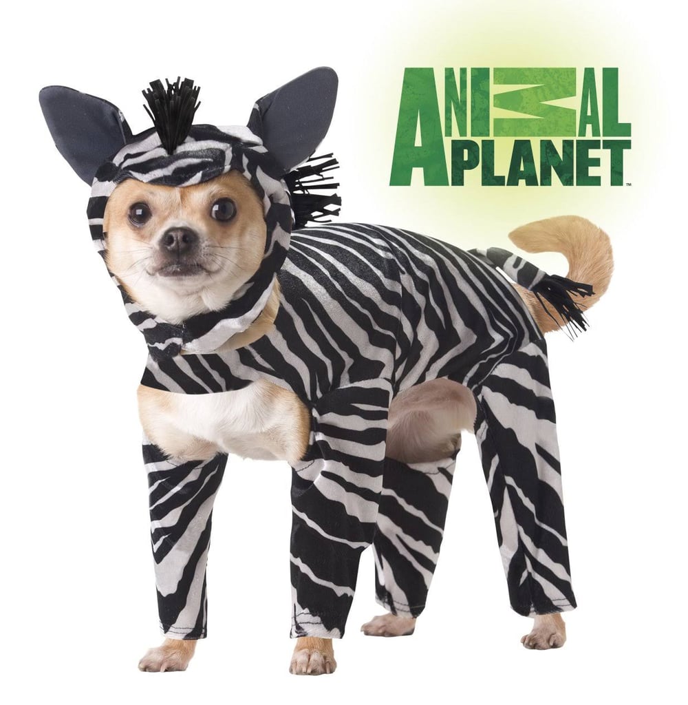 Zebra Dog Halloween Costumes 2018 POPSUGAR Family Photo 27