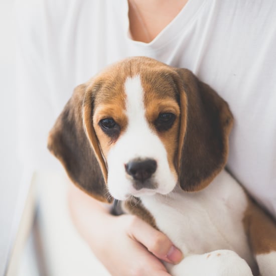 How Dogs in the Workplace Promote Wellness