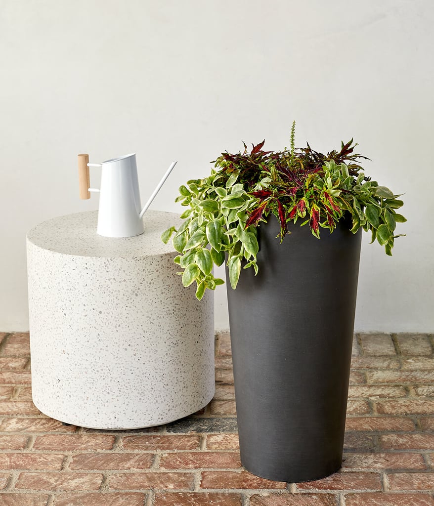 Coleus Mix Combination Kit