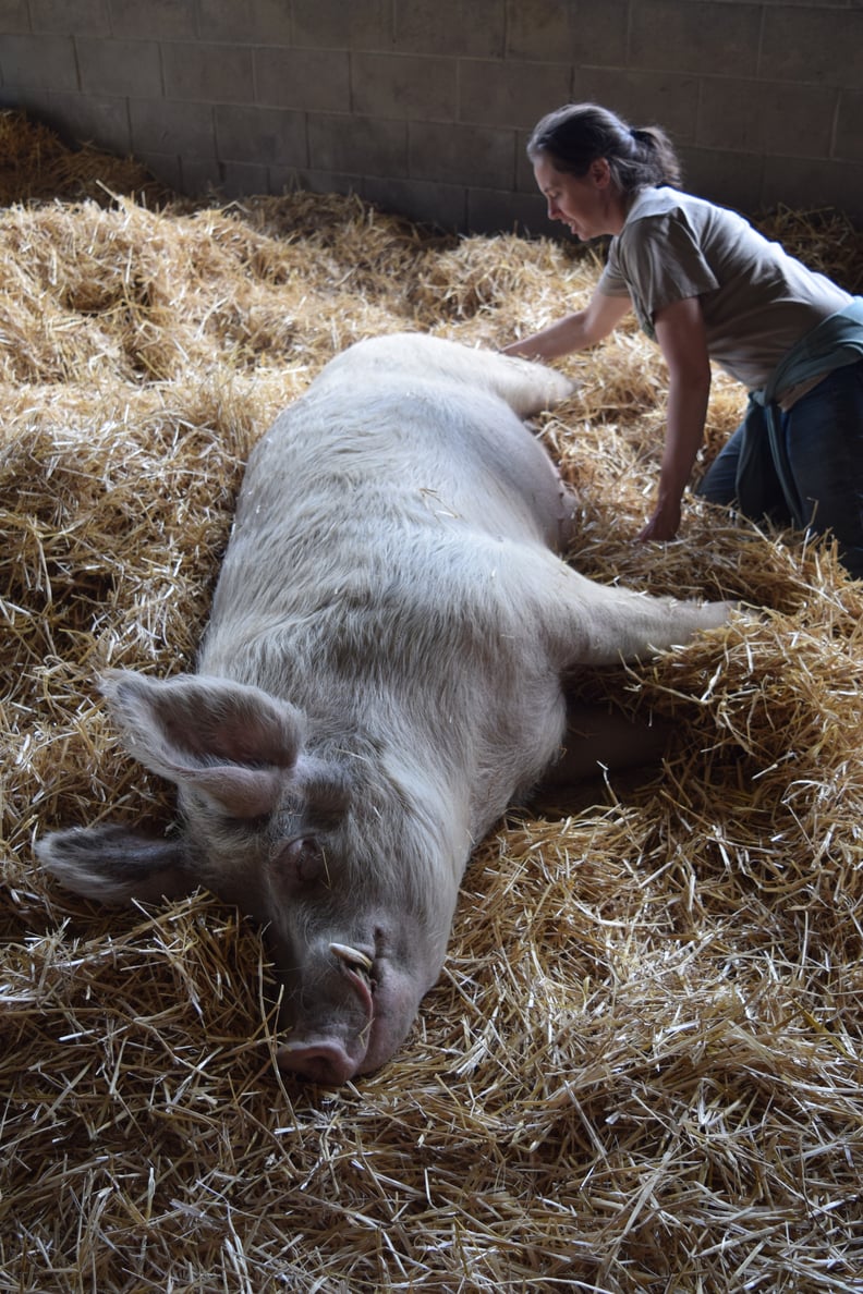 Even the pigs love belly and butt scratches