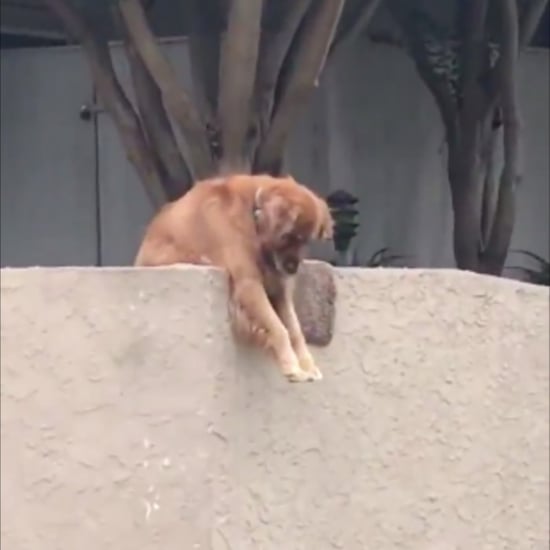 Dog Drops Ball Over the Fence So Someone Will Play With Him