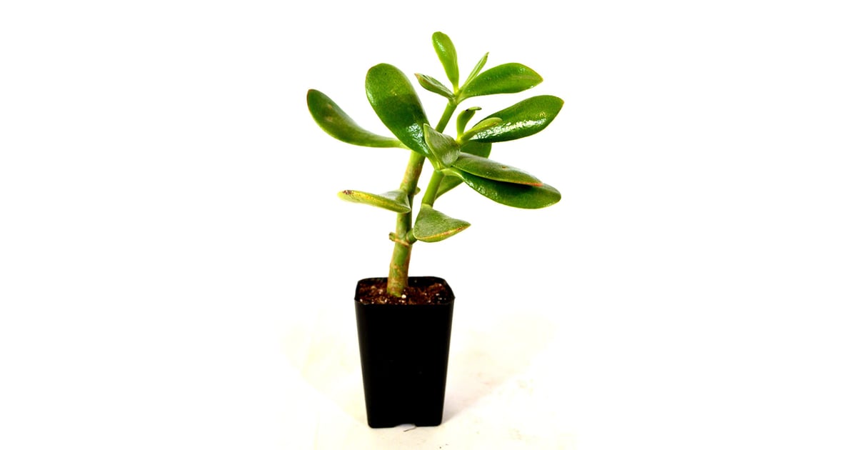 Jade Plant Best Office Desk Plants POPSUGAR Home Photo 34