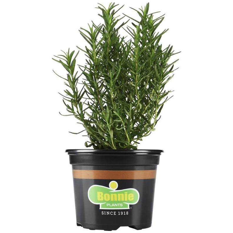 Rosemary Plant