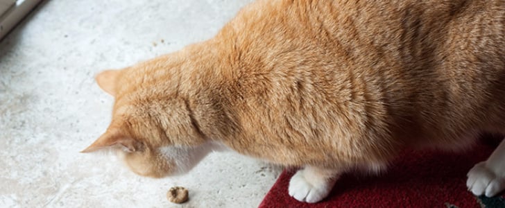 Crunchy Tuna Cat Treats Recipe