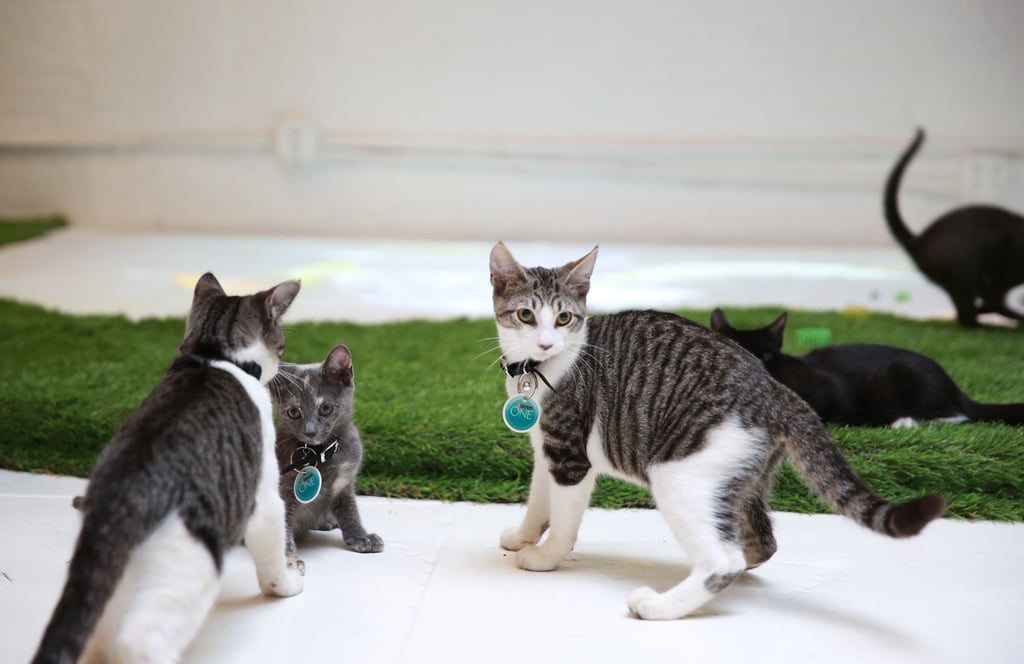 Purina ONE Cat Camp