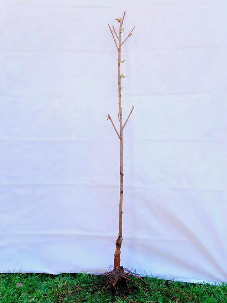 Kwanzan Cherry Blossom Tree Bare Root Home Depot Is Selling Cherry