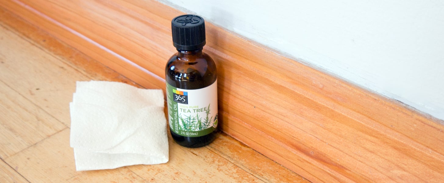 How to Keep Ants Away POPSUGAR Smart Living