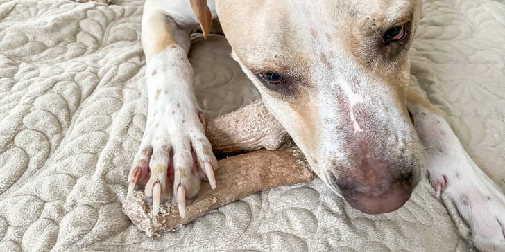 Dogwood stick discount reviews