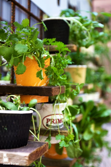 Use Cups as Easy Planters