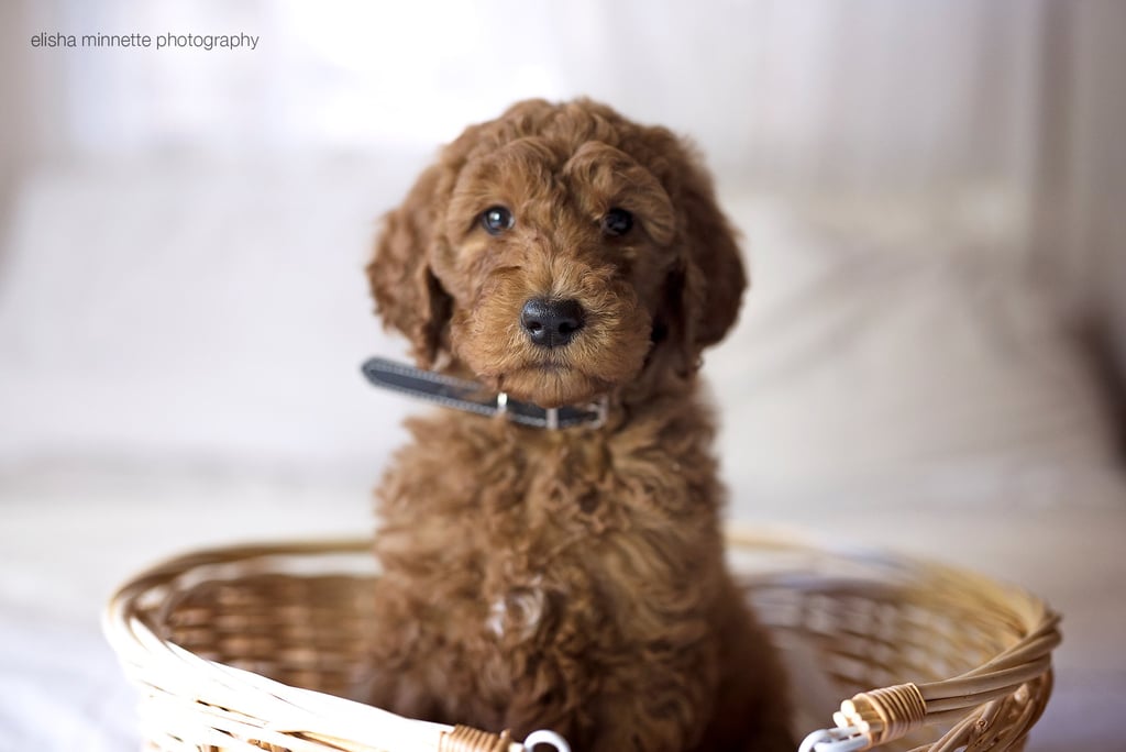 Newborn Photo Shoot Spoof With Puppy