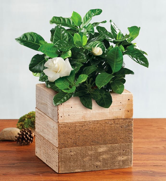 Best Indoor Flower Plants For Beginners Popsugar Home