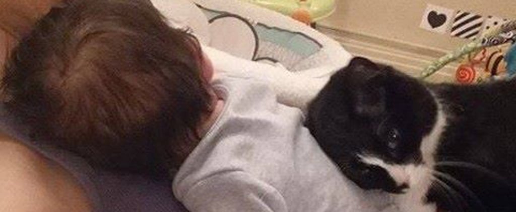 Cat Taking Care of Baby