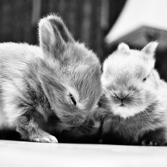 Two bunnies sharing a fur-ny laugh.
Source: Flickr user smbuckley23
