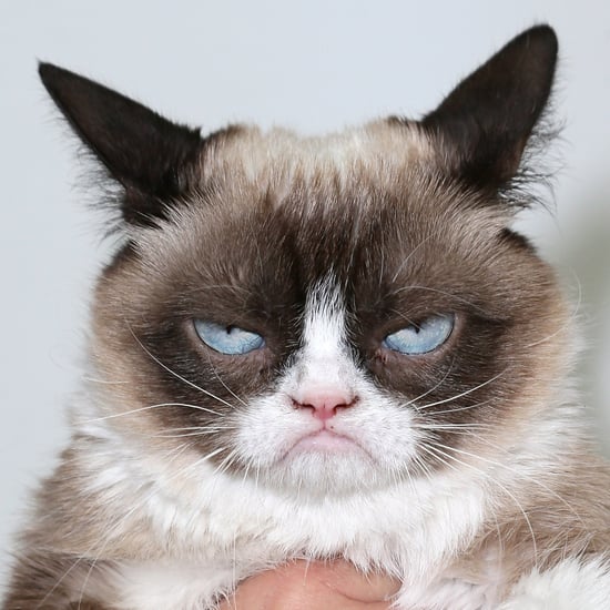 Funny Cat GIFs