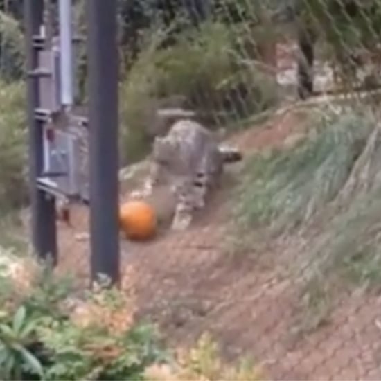 Snow Leopard Playing With a Pumpkin | Video