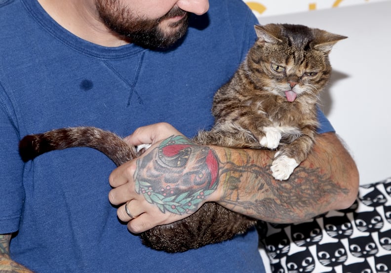 PASADENA, CA - AUGUST 12:  Lil Bub attends the 3rd Annual CatCon at Pasadena Convention Center on August 12, 2017 in Pasadena, California.  (Photo by Tibrina Hobson/Getty Images)