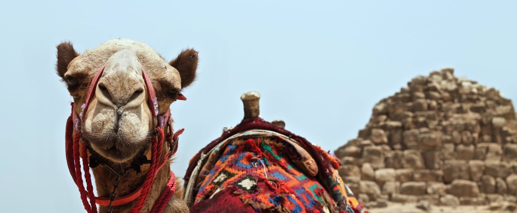 King Abdulaziz Camel Contest 2018