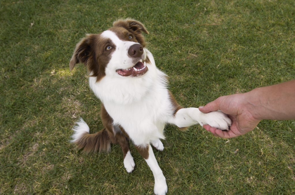 Cute Pictures of Border Collies