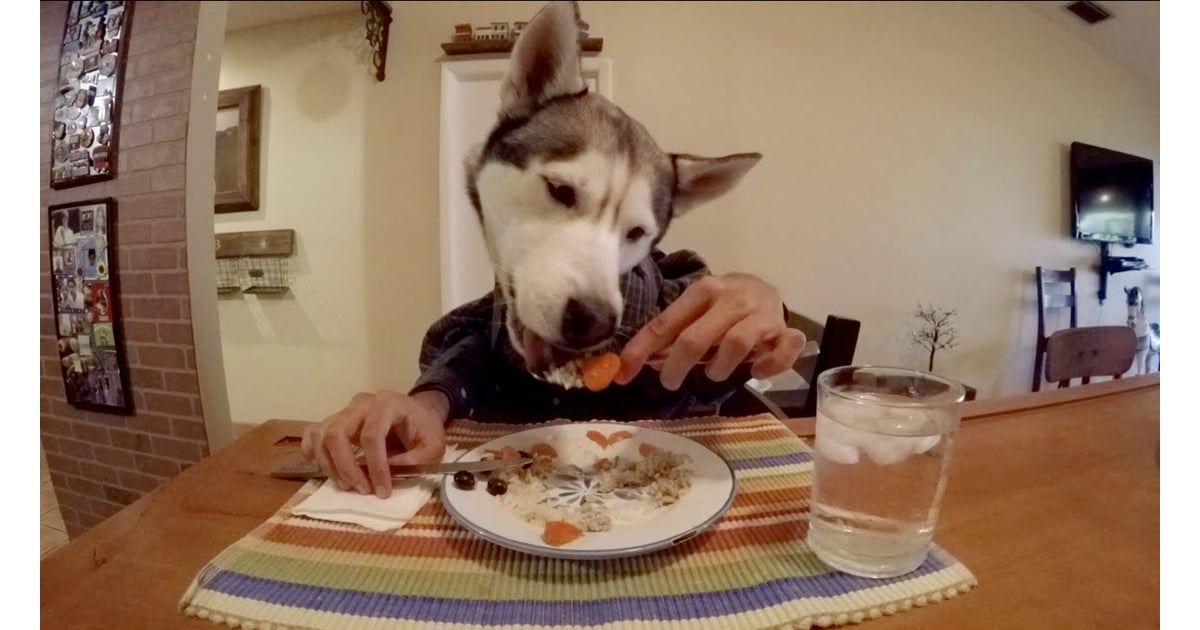 Gohan the Husky going HAM on his meal. Dogs Eating With Human Hands